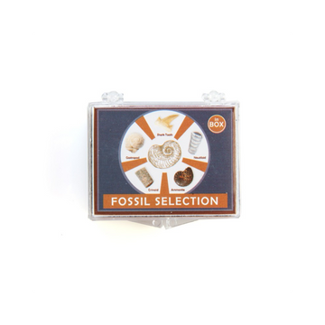 Fossil Selection Box - Assorted